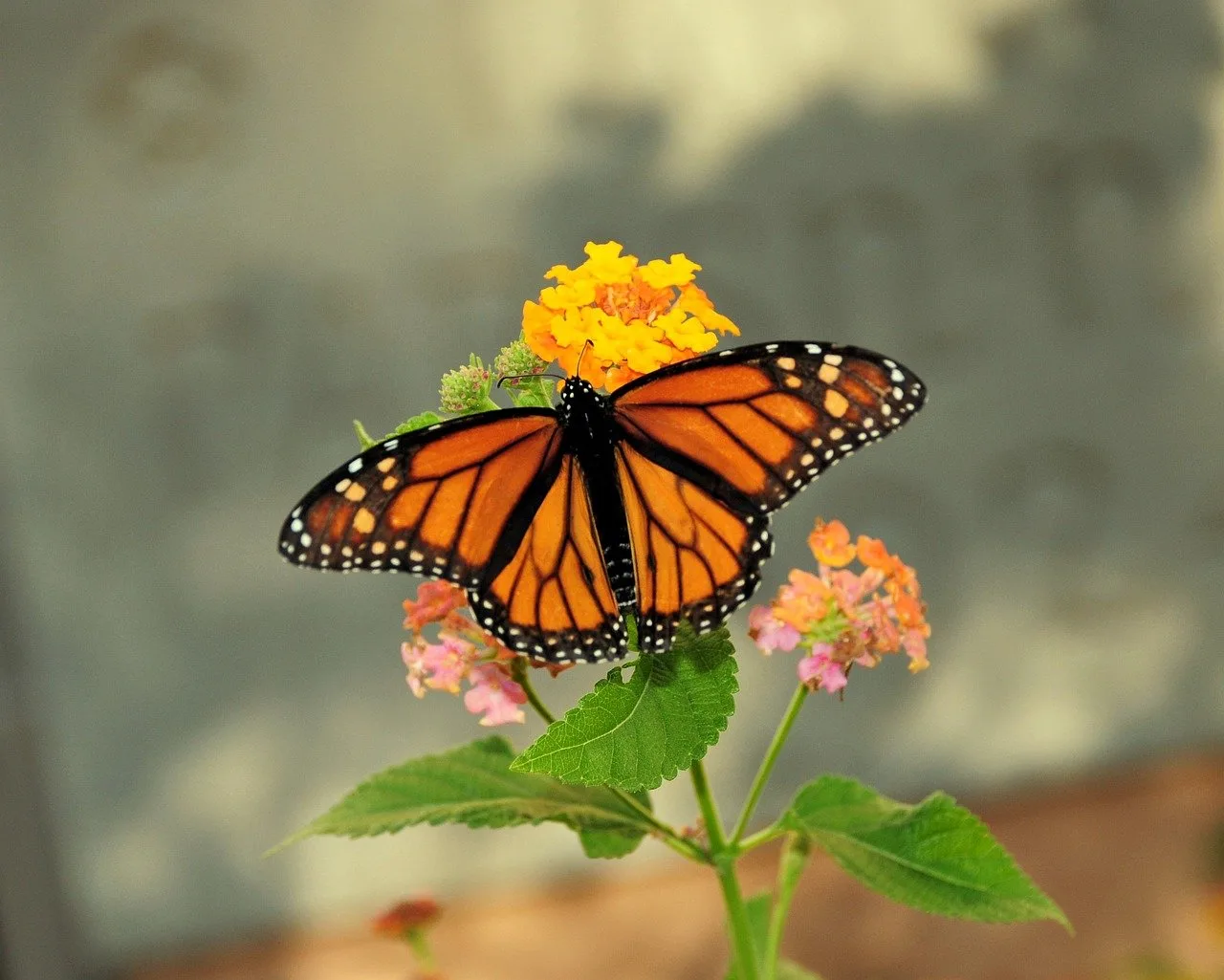 butterfly, nature, insect, wings, pollinate, plant, orange, black, summer, nectar, wild, bird, natural, colorful, flying, yellow, bright, fragile, detail, flower