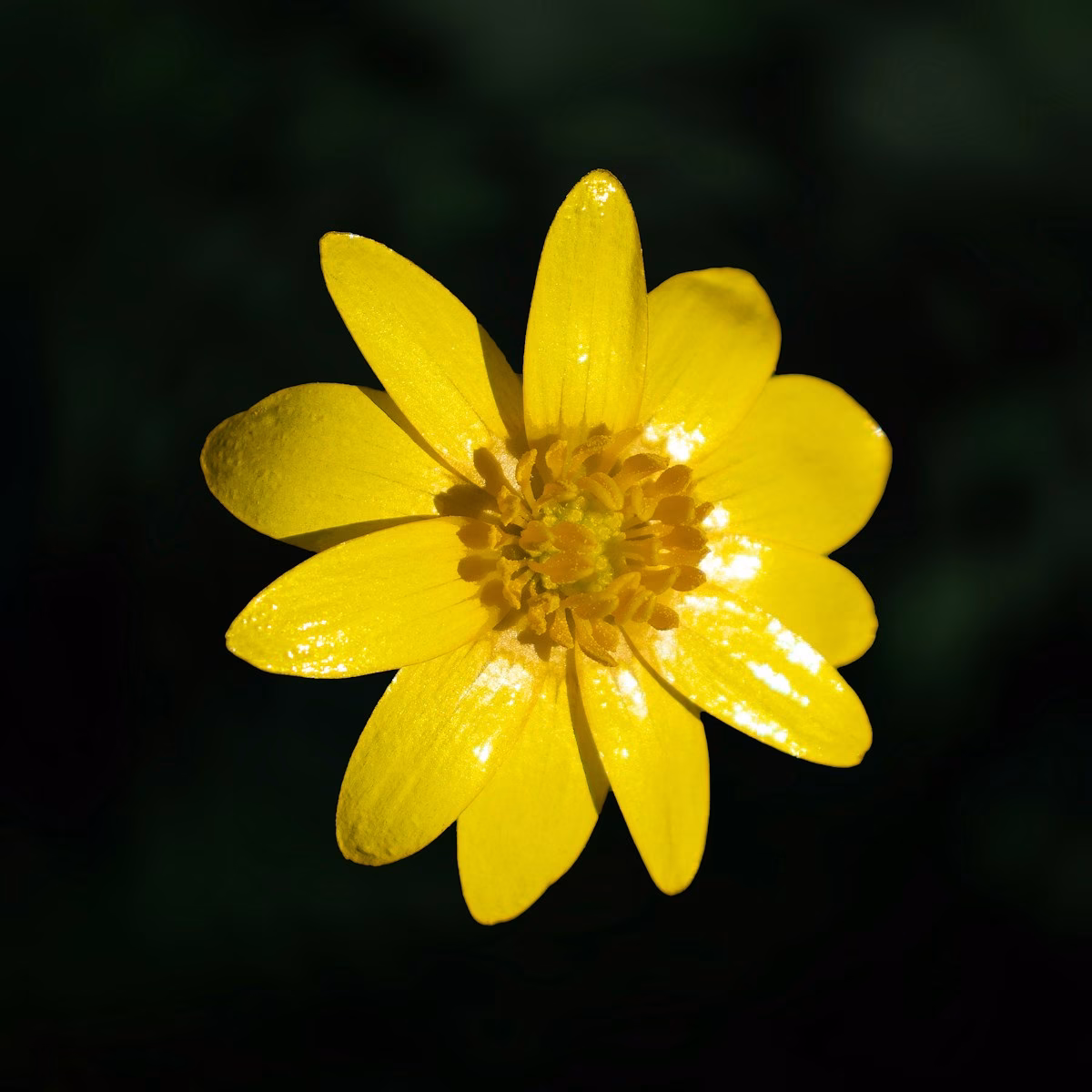 a yellow flower with water droplets on it